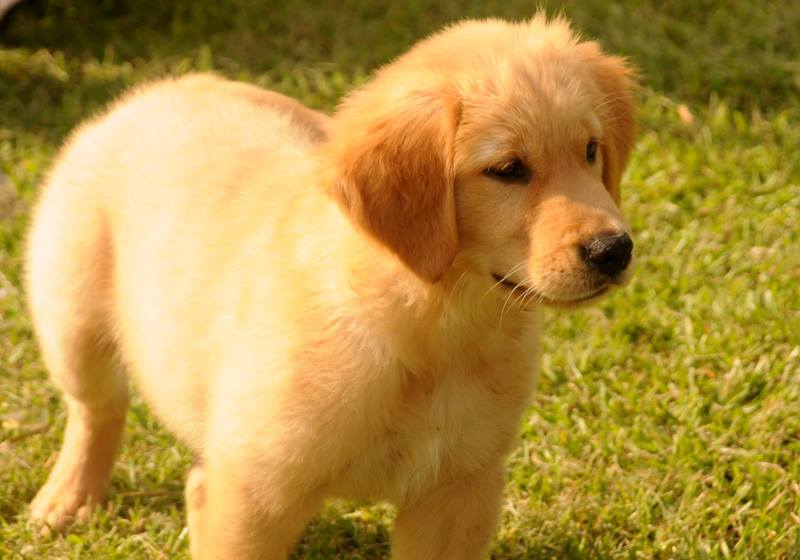 View Ad: Golden Retriever Puppy for Sale, Washington, SEATTLE