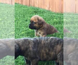 What are some businesses that rescue mastiff puppies?