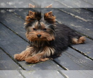What are some organizations that rescue Australian Silky terriers?