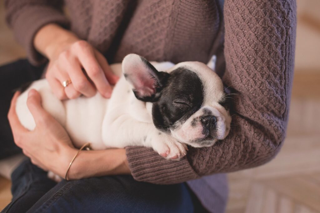 puppy near me