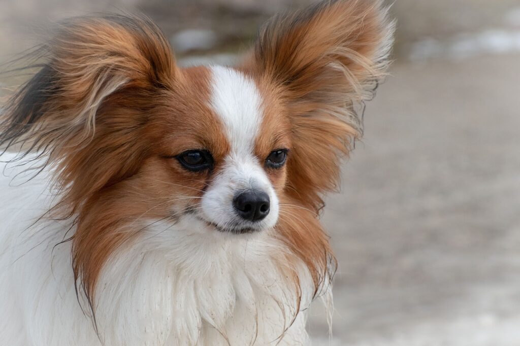 dog, dwarf spaniel, papillon-3985784.jpg