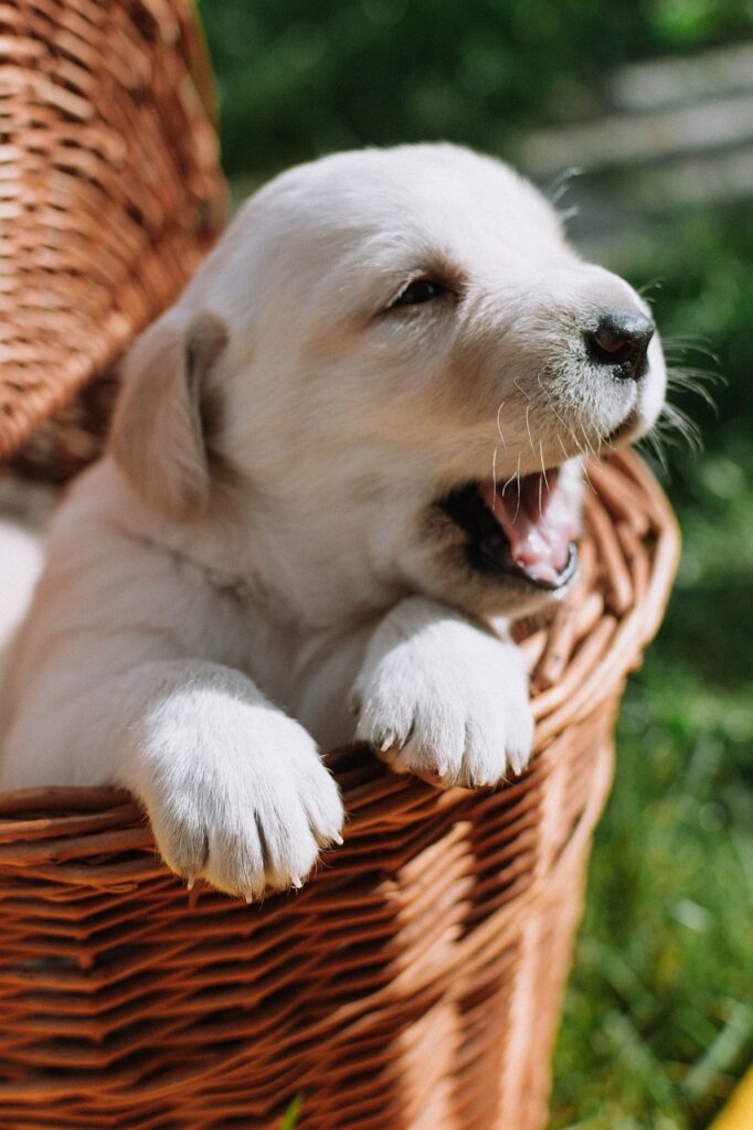 dog, puppy, animal-4736681.jpg
