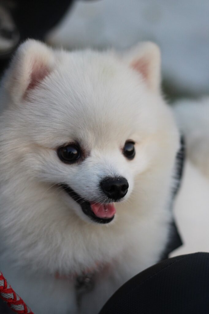 dog, puppy, animal-5510518.jpg