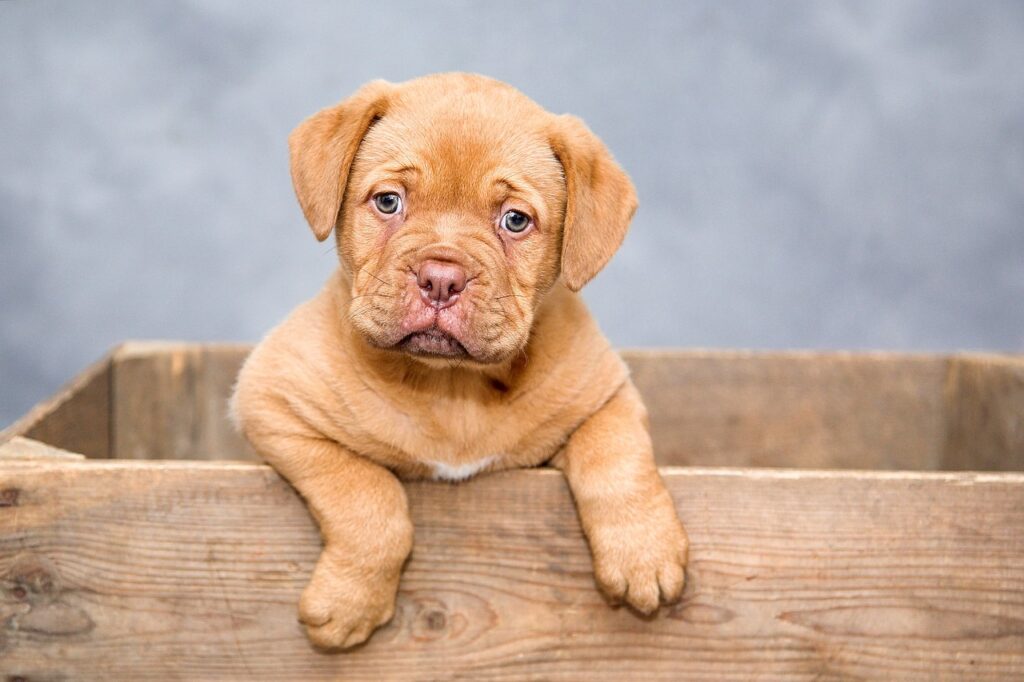 puppy, nature, dog-1047521.jpg