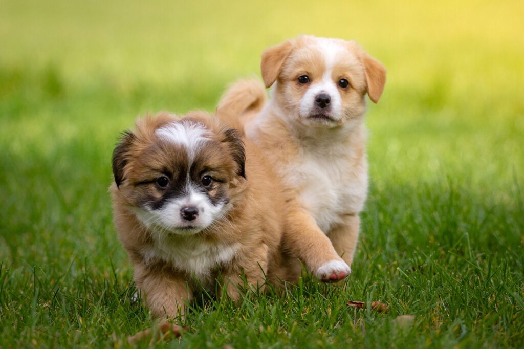 animal, domestic animal, dog-1134504.jpg