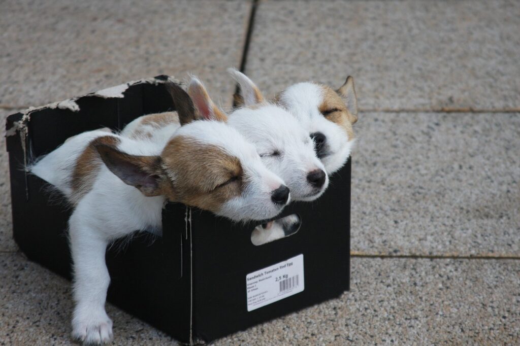 animals, dogs, puppies-1509196.jpg