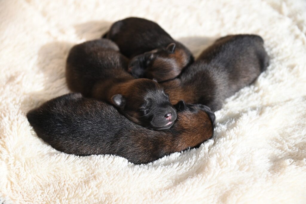 baby dogs, puppies, mammal-8318962.jpg