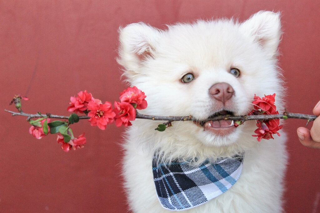 bandana, flower, red-1790048.jpg