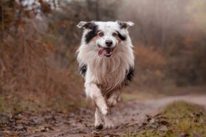 border collie, pet, domestic animal-8501579.jpg