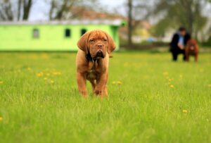 burgundy, dog, dogue-1351672.jpg