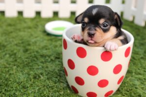 chihuahua, dog, nature-624924.jpg