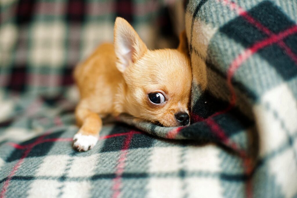 chihuahua puppy, nature, chihuahua-958203.jpg