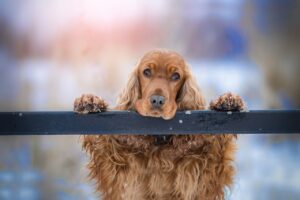 cocker spaniel, hd wallpaper, dog-3981587.jpg