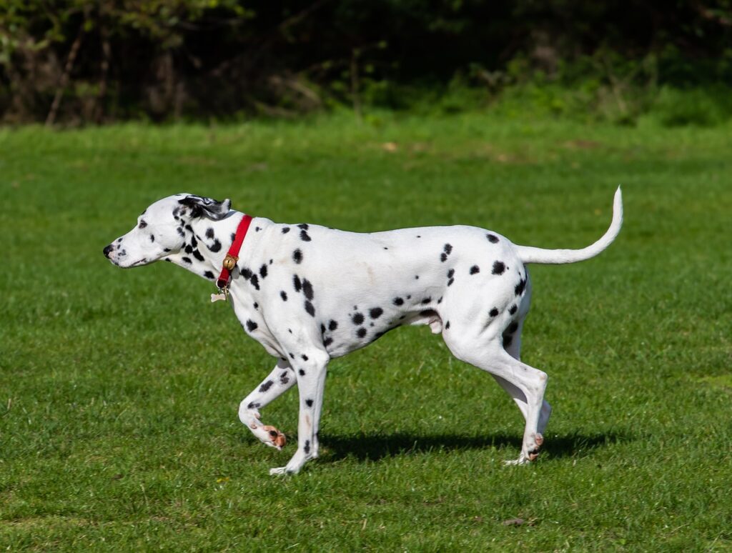 Common puppy myths