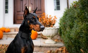 doberman, dog, nature-4711635.jpg