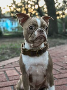 dog, animal, boston terrier-8665019.jpg
