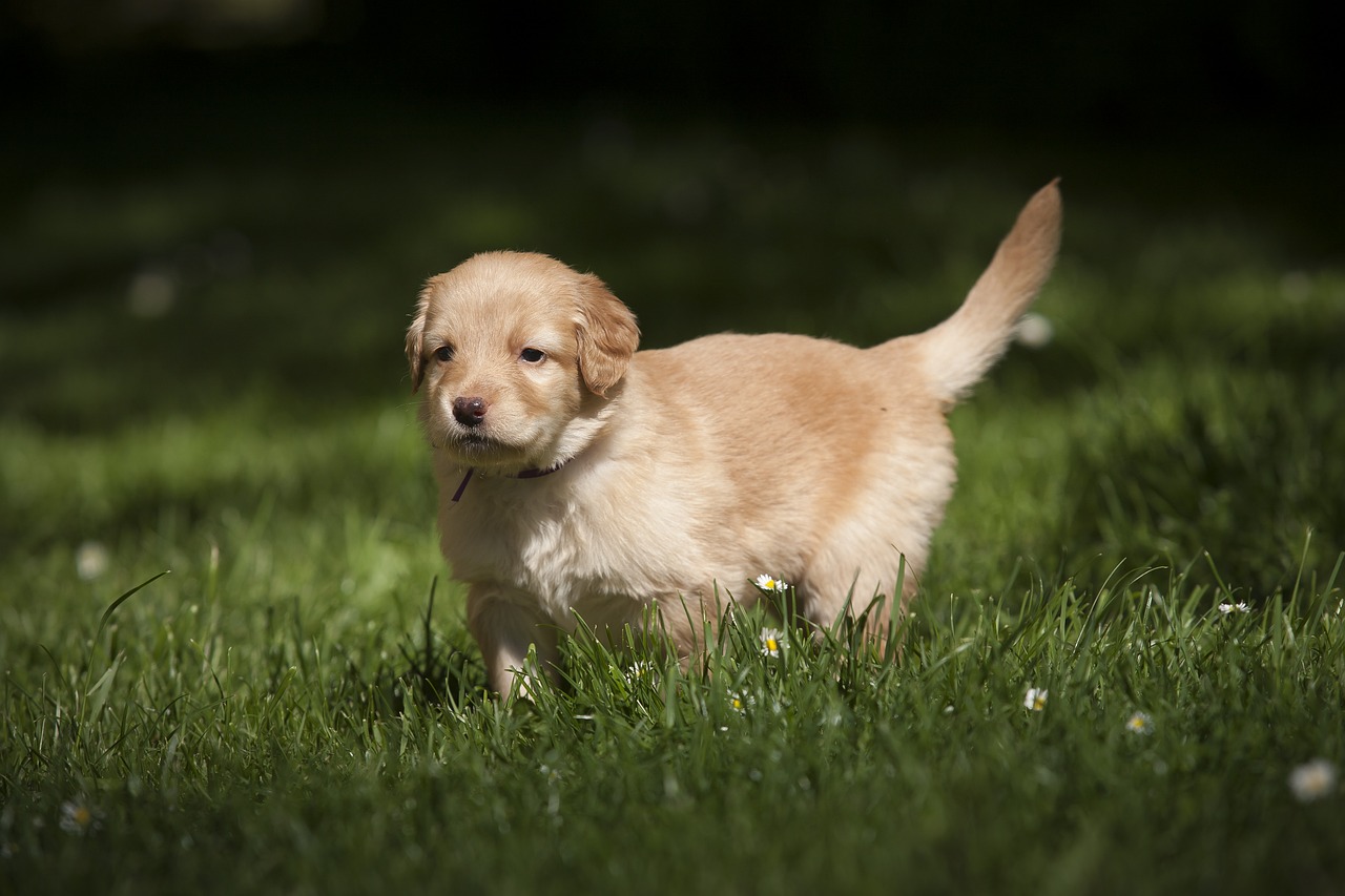 dog, bitch, howavart-3033950.jpg
