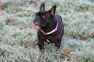 dog, bulldog, french bulldog-5954665.jpg