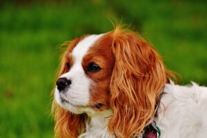 dog, cavalier king charles spaniel, funny-1610948.jpg