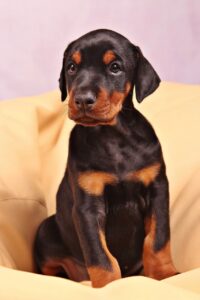 dog, doberman, pet-1045298.jpg