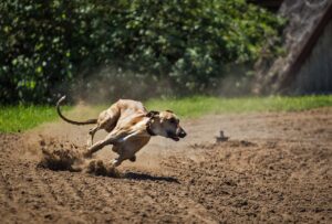 dog, greyhound, hungarian greyhound-859395.jpg