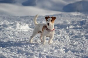 dog, jack russell, model dog-716684.jpg