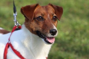 dog, jack russell, terrier-4193723.jpg