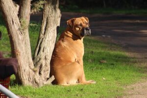 dog, mastiff, bull mastiff-2554865.jpg