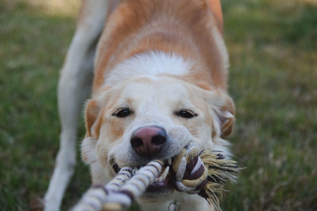Fun activities for puppies