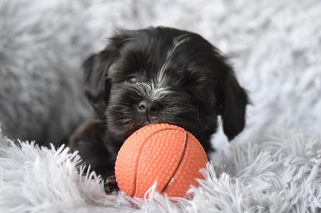 Buy a puppy with financing