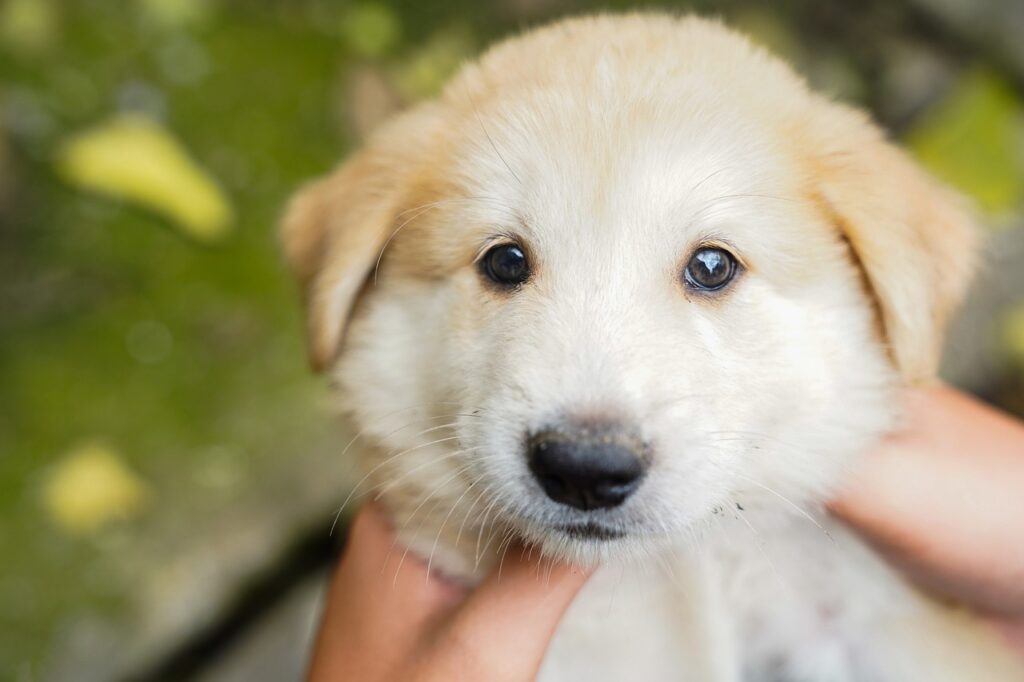 Nail trimming for puppies