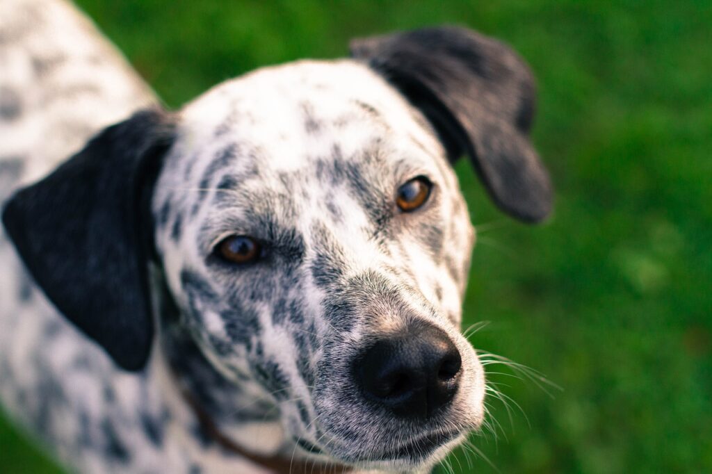 dog, portrait, black and white-1699336.jpg
