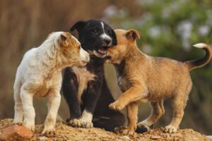 dog, puppies, animal-8495584.jpg