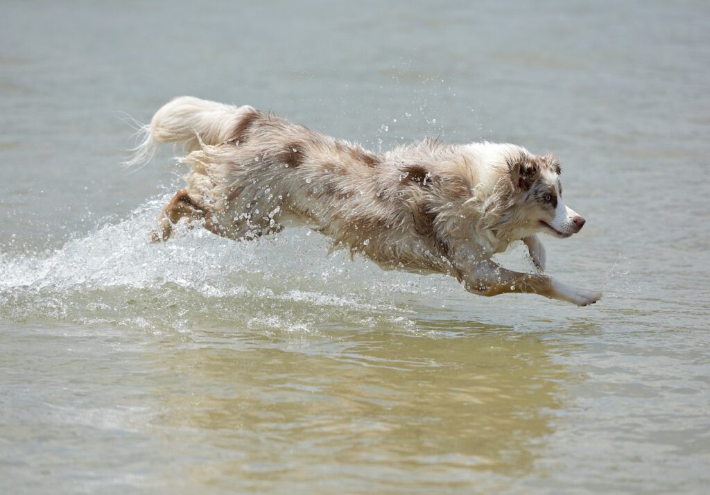 dog, puppy, pet-1411405.jpg
