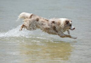 dog, puppy, pet-1411405.jpg