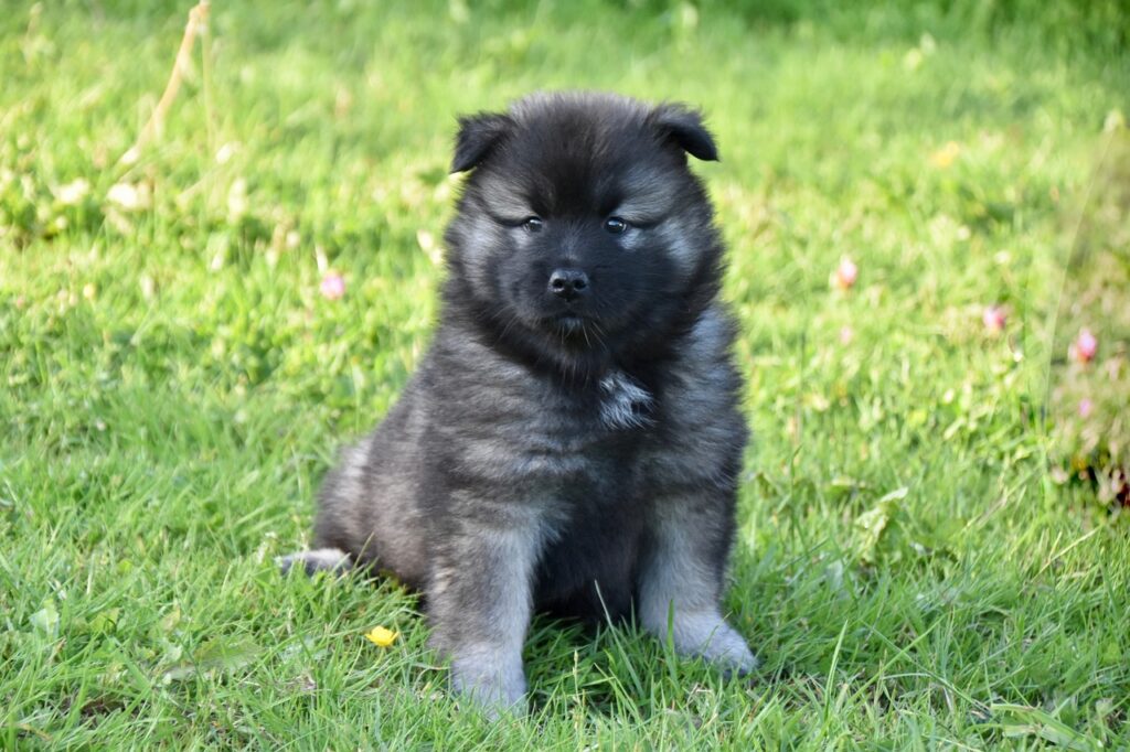 dog, puppy, young dog-5140725.jpg