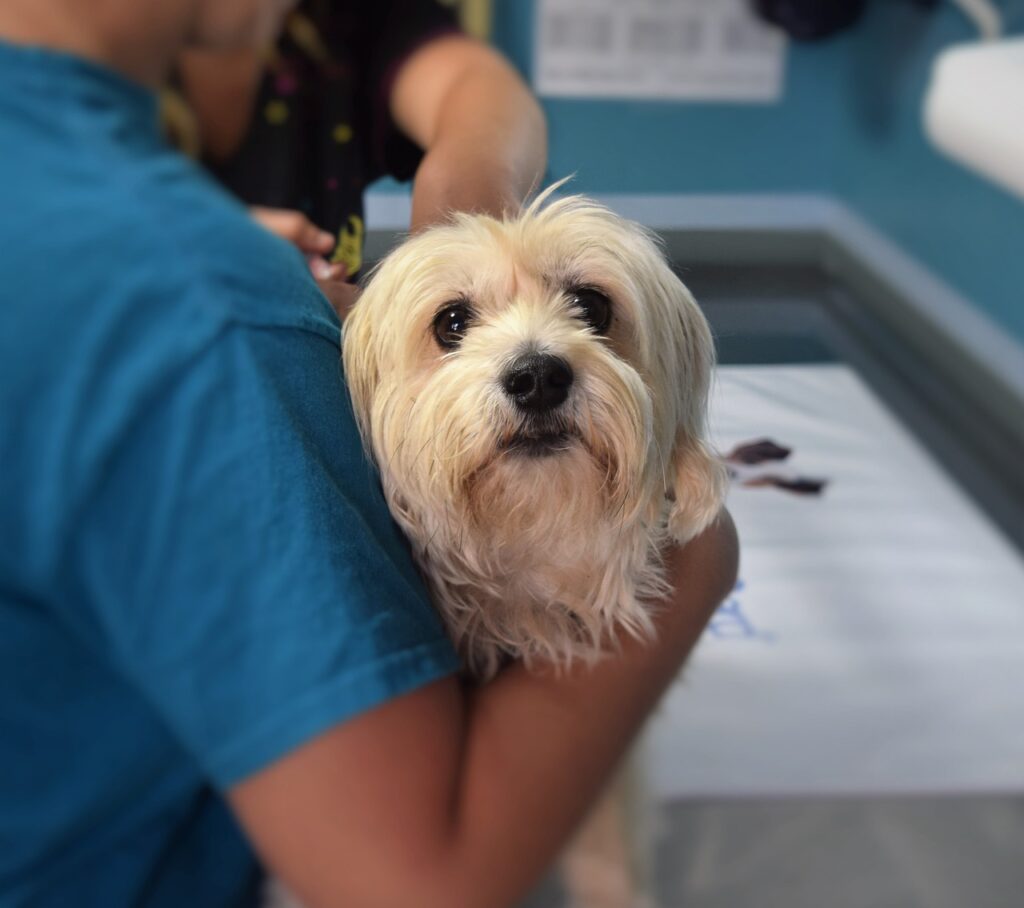 First vet visit for puppies