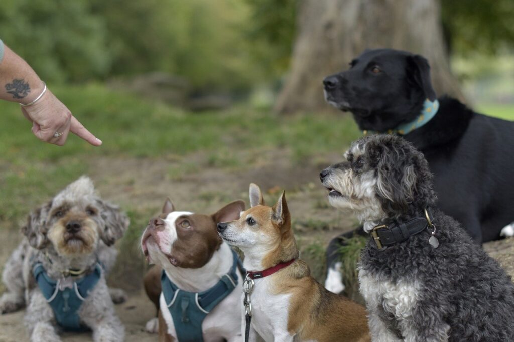 Benefits of puppy training classes