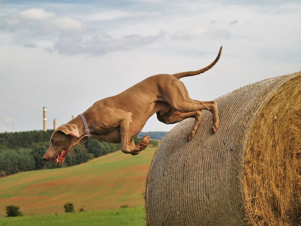 dog, weimaraner, hunt-2541873.jpg