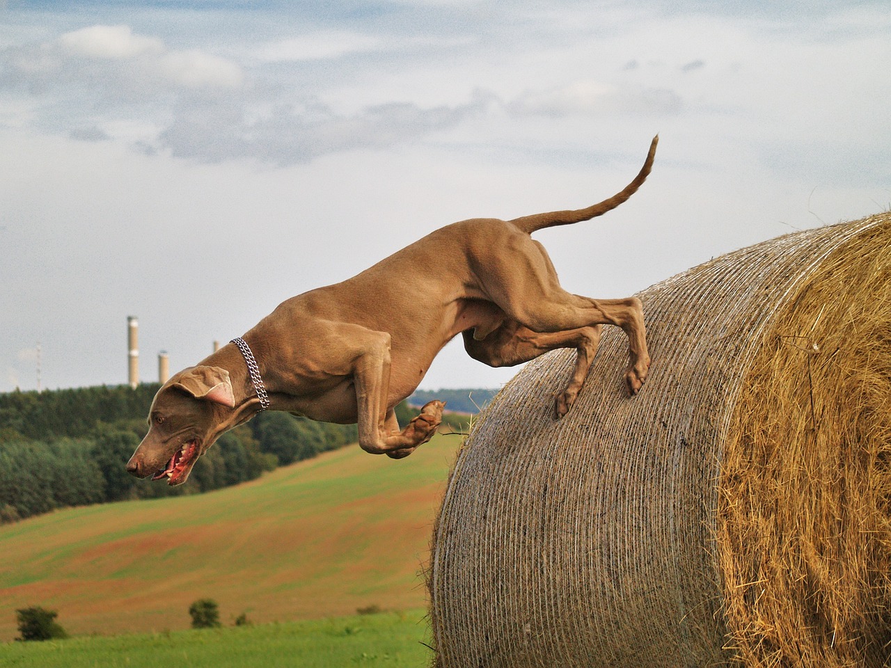 dog, weimaraner, hunt-2541873.jpg