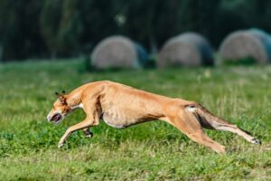 dog, whippet, running-6877299.jpg
