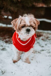 dog, winter, snow-7602904.jpg