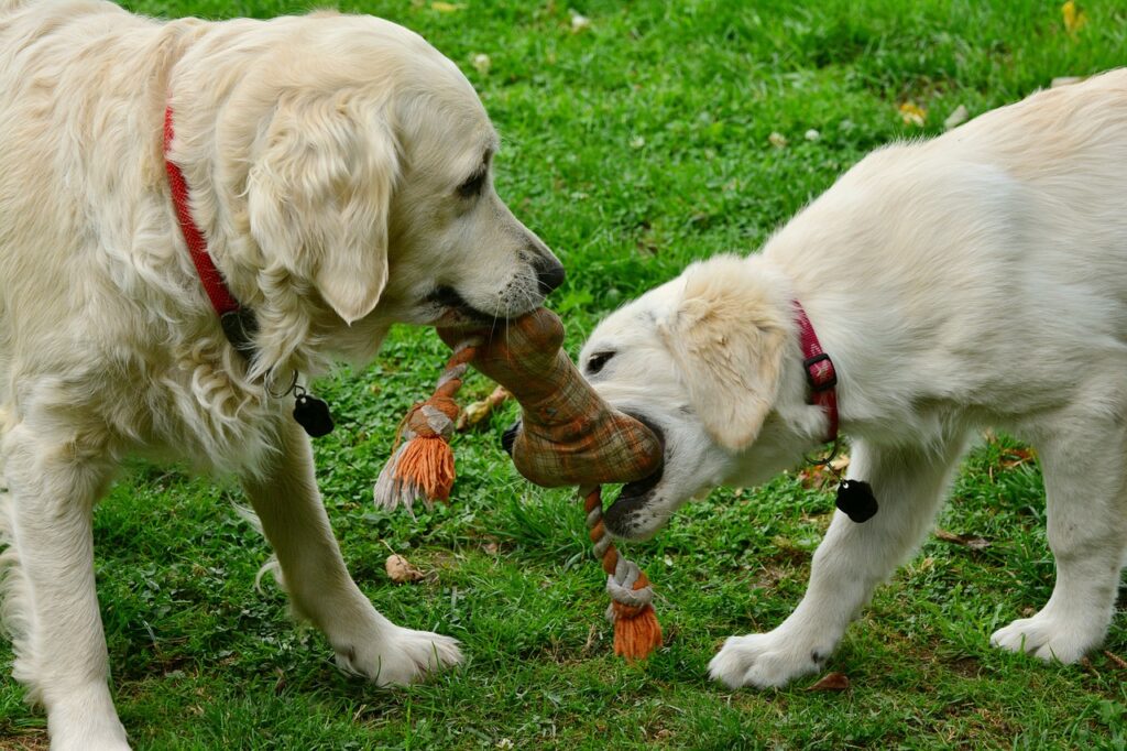 Fun activities for puppies