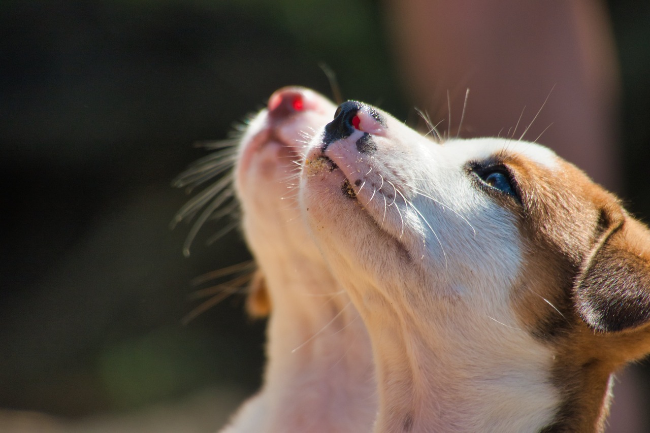 dogs, nature, puppies-3907009.jpg