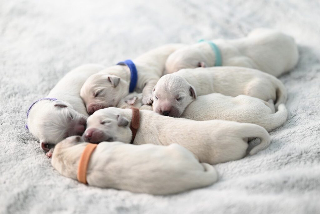 dogs, puppies, nature-8635461.jpg