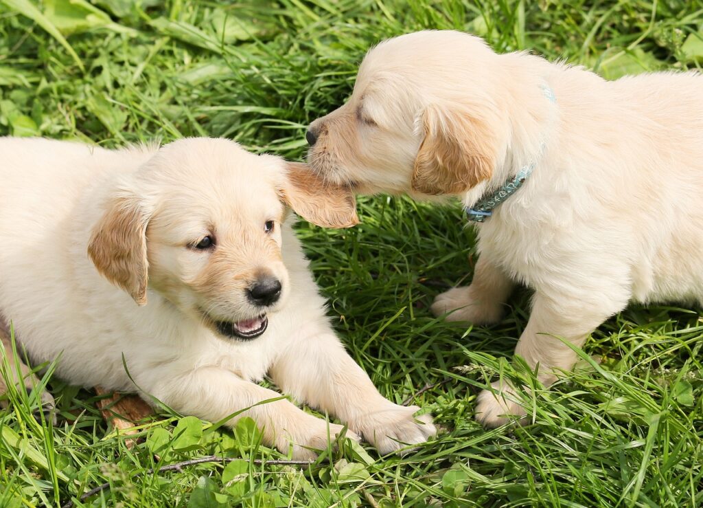 dogs, puppies, to play-1210323.jpg