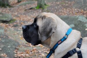 english mastiff, mastiff, dog-489184.jpg