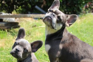 french bulldogs, dogs, pets-6697841.jpg