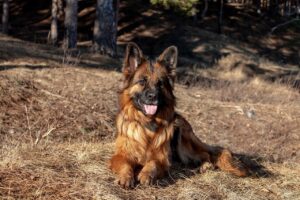 german shepherd, dog, shepherd-4115361.jpg