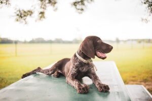 german shorthaired pointer, pointer, dog-8152445.jpg